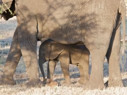 Bologonja_Seronera2009-14